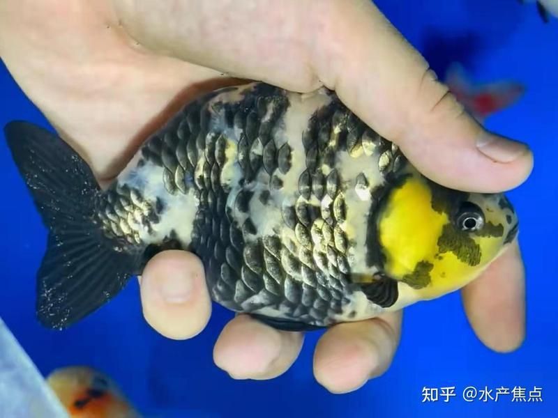 龍魚內(nèi)寄生蟲什么癥狀