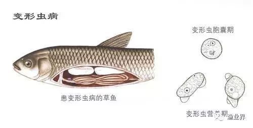 龍魚內(nèi)寄生蟲什么癥狀