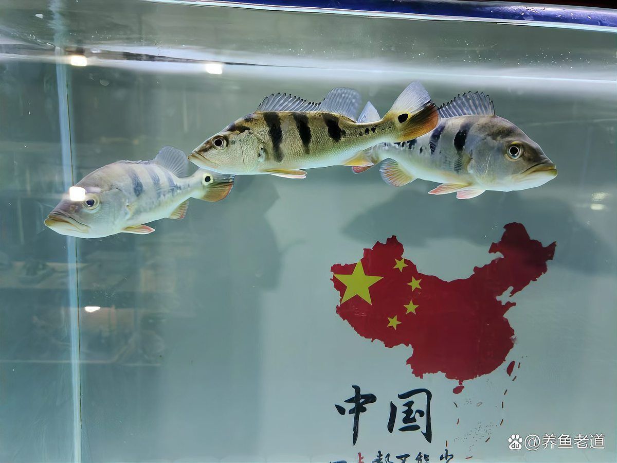 龍魚內(nèi)寄生蟲什么癥狀
