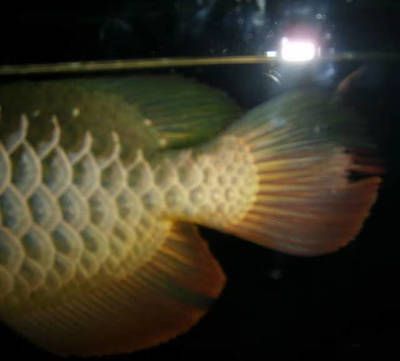 星點龍魚疾病預防措施：如何判斷星點龍魚健康,星點龍魚隔離箱設置方法