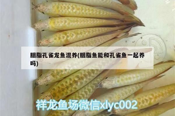 胭脂孔雀龍魚混養注意事項：在養殖胭脂孔雀龍魚時，要注意與孔雀魚、紅尾燈魚等混養 胭脂孔雀龍魚混養注意事項：在養殖胭脂孔雀龍魚時，要注意與孔雀魚、紅尾燈魚等混養 龍魚百科 第2張