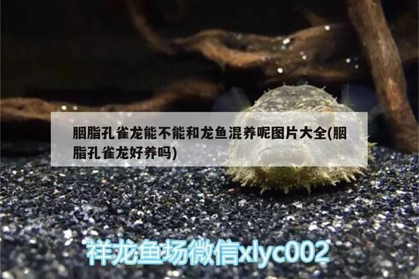 胭脂孔雀龍魚混養注意事項：在養殖胭脂孔雀龍魚時，要注意與孔雀魚、紅尾燈魚等混養 胭脂孔雀龍魚混養注意事項：在養殖胭脂孔雀龍魚時，要注意與孔雀魚、紅尾燈魚等混養 龍魚百科 第5張