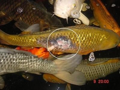金龍魚發(fā)紅是怎么回事：金龍魚發(fā)紅可能是由于多種原因造成的，包括正常生理現(xiàn)象和疾病狀況