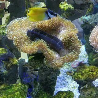 最好的紅龍魚，紅龍魚的養殖技巧和最佳飼養方法，紅龍魚市場價格走勢