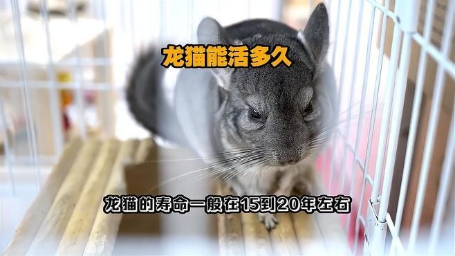 龍貓和貓的壽命分別有多長？