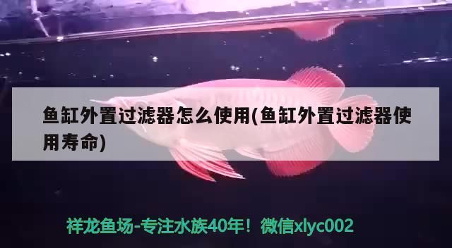 鸚鵡魚(yú)和銀龍魚(yú)混養(yǎng)怎樣喂食 魚(yú)缸外置過(guò)濾器怎么使用(魚(yú)缸外置過(guò)濾器使用壽命) 龍魚(yú)百科 魚(yú)缸外置過(guò)濾器怎么使用(魚(yú)缸外置過(guò)濾器使用壽命) 魚(yú)缸外置過(guò)濾器怎么使用(魚(yú)缸外置過(guò)濾器使用壽命) 龍魚(yú)百科