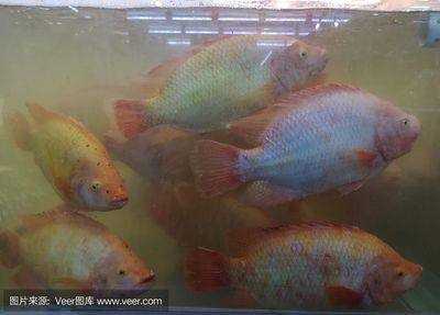 金龍魚(yú)一條價(jià)格，金龍魚(yú)價(jià)格波動(dòng)規(guī)律