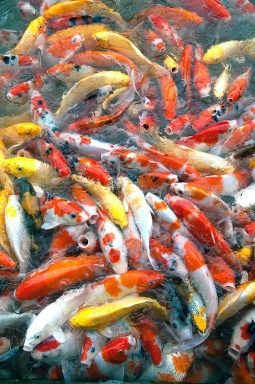 錦鯉魚圖片大全大圖 錦鯉魚圖片大全大圖 龍魚百科 第14張