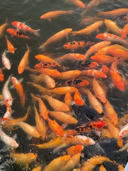 錦鯉魚圖片大全大圖 錦鯉魚圖片大全大圖 龍魚百科 第19張