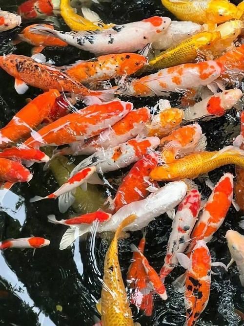 錦鯉魚圖片大全大圖 錦鯉魚圖片大全大圖 龍魚百科 第16張
