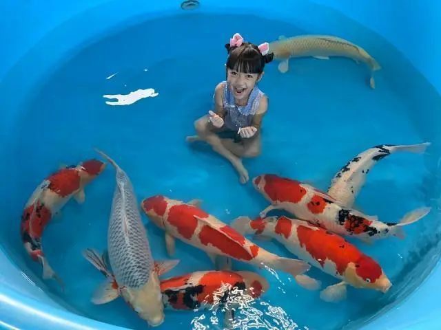 錦鯉魚圖片大全大圖 錦鯉魚圖片大全大圖 龍魚百科 第31張