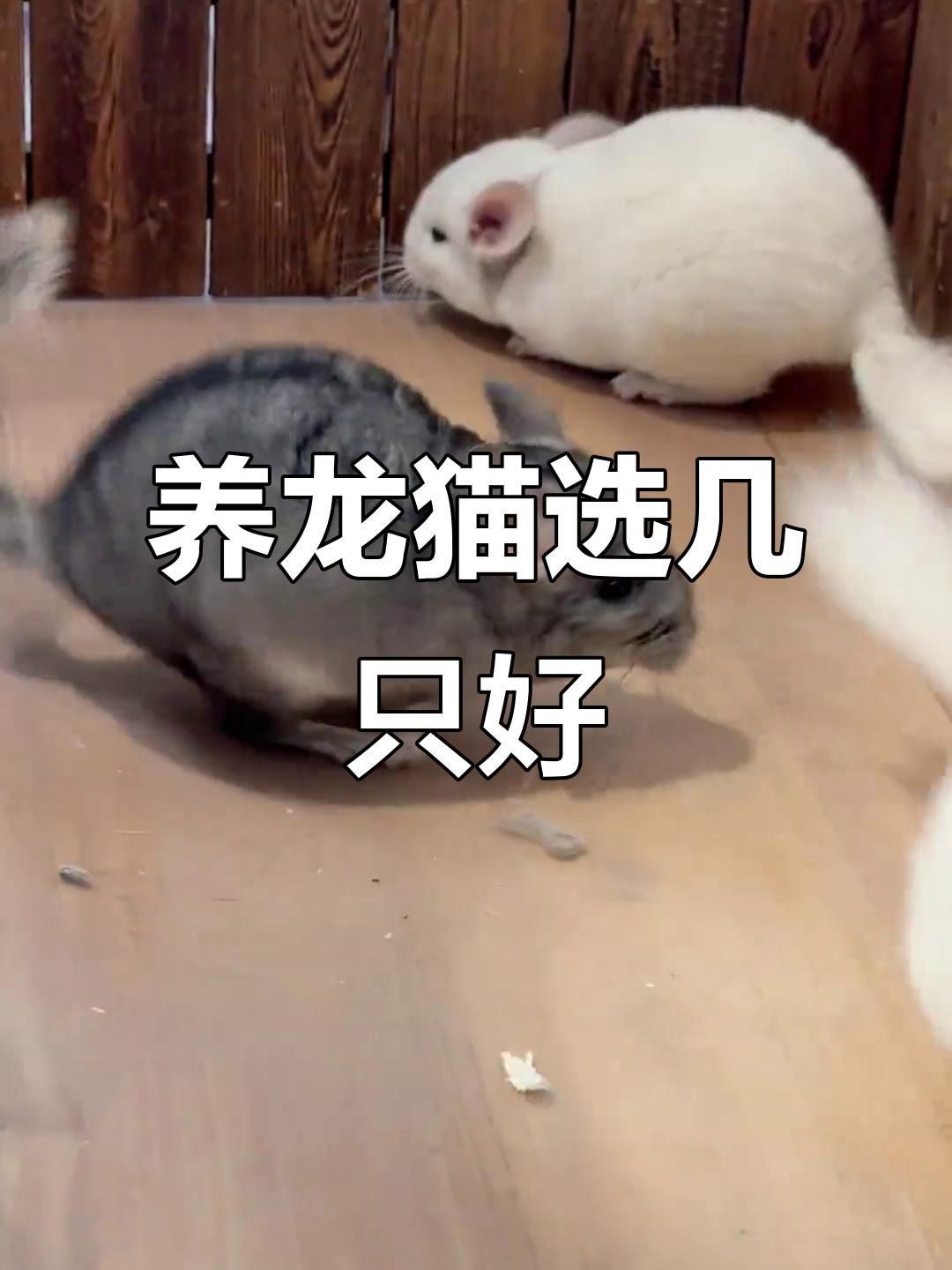 如何判斷龍貓是否接受同伴？ 如何判斷龍貓是否接受同伴？ 龍魚百科 第1張