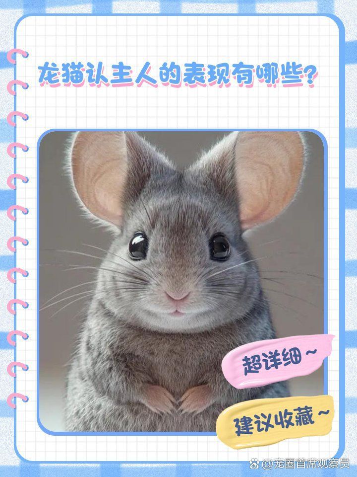 如何判斷龍貓是否接受同伴？ 如何判斷龍貓是否接受同伴？ 龍魚百科 第2張