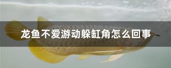 雷龍魚為什么不愛游動：探究雷龍魚不愛游動的原因及解決雷龍魚不愛游動的原因