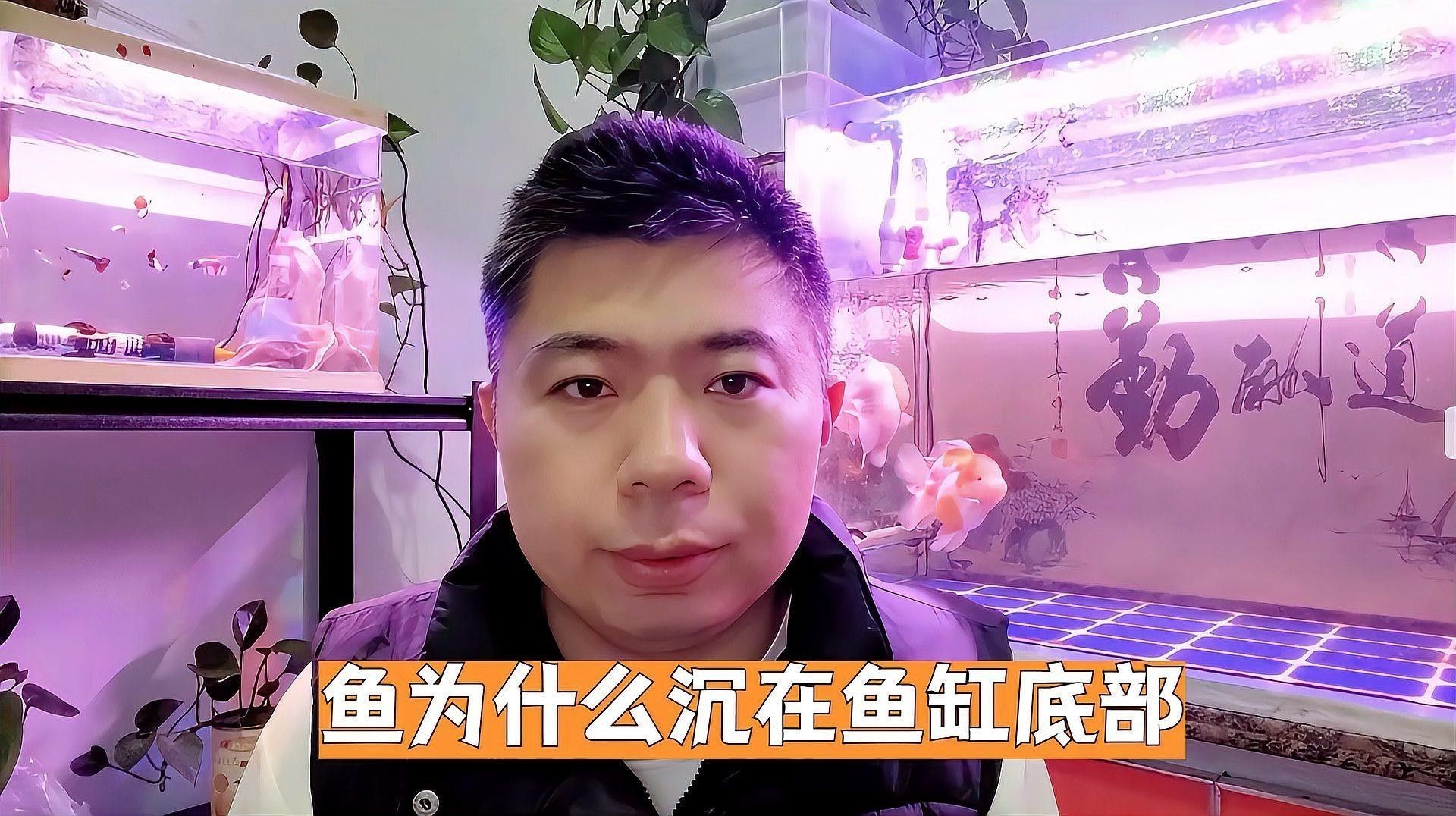 銀龍魚(yú)沉在缸底是什么原因造成的 銀龍魚(yú)沉在缸底是什么原因造成的 龍魚(yú)百科 第3張
