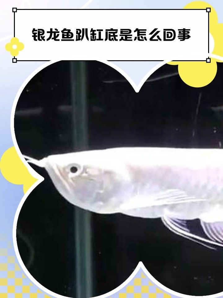 銀龍魚(yú)沉在缸底是什么原因造成的 銀龍魚(yú)沉在缸底是什么原因造成的 龍魚(yú)百科 第6張
