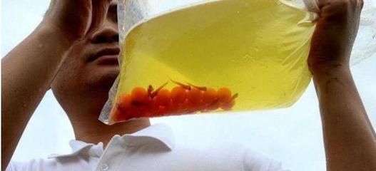 金龍魚60厘米需要多少年才能長大：關于金龍魚的生長速度和成年體型受到多種因素影響的信息 金龍魚60厘米需要多少年才能長大：關于金龍魚的生長速度和成年體型受到多種因素影響的信息 龍魚百科 第4張