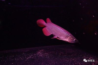 金龍魚60厘米需要多少年才能長大：關于金龍魚的生長速度和成年體型受到多種因素影響的信息 金龍魚60厘米需要多少年才能長大：關于金龍魚的生長速度和成年體型受到多種因素影響的信息 龍魚百科 第7張