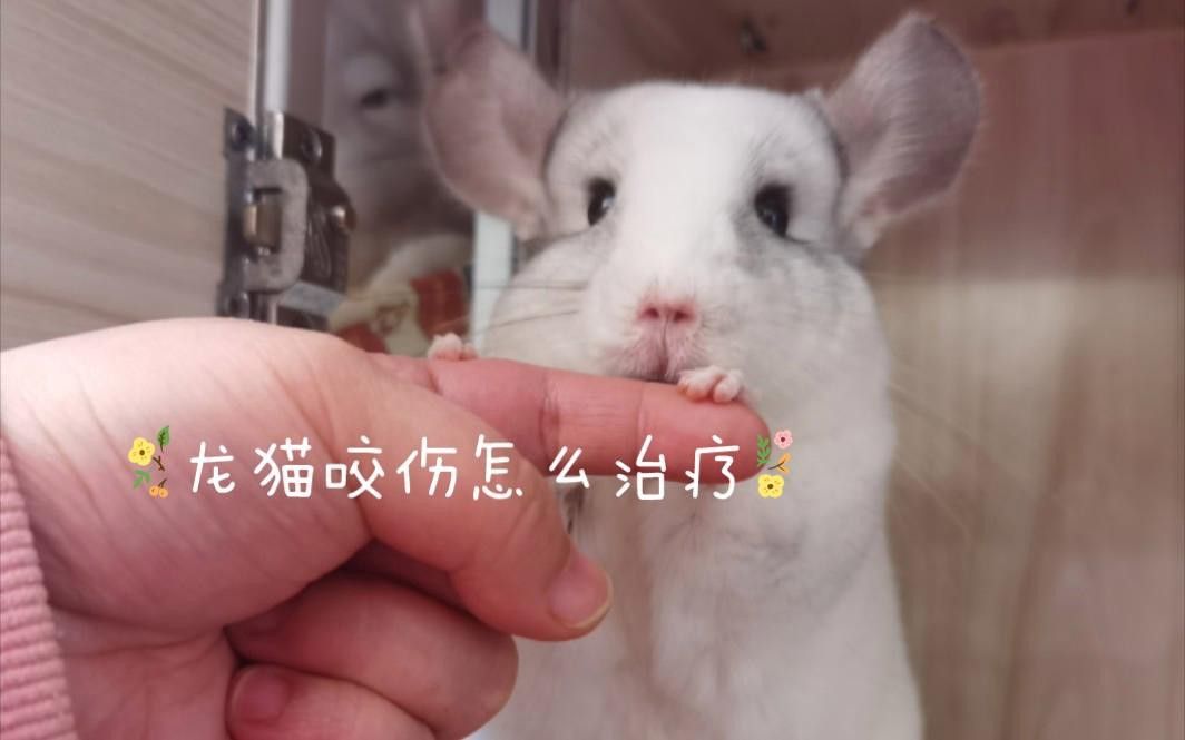 被龍貓咬傷后需要打破傷風嗎？