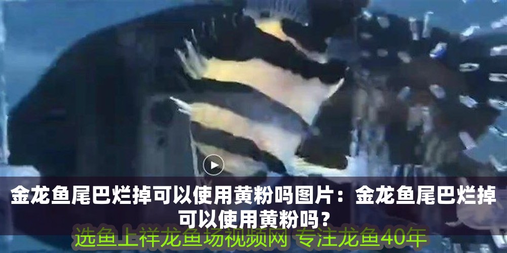 金龍魚(yú)尾巴爛掉可以使用黃粉嗎圖片：金龍魚(yú)尾巴爛掉可以使用黃粉嗎？