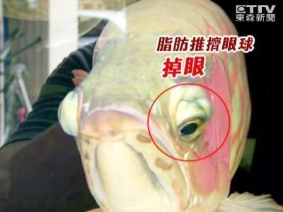 龍魚水族館鳳嶼路幾點開門:關于“龍魚水族館鳳嶼路”開門時間的具體信息 龍魚百科 第1張 龍魚水族館鳳嶼路幾點開門:關于“龍魚水族館鳳嶼路”開門時間的具體信息 龍魚水族館鳳嶼路幾點開門:關于“龍魚水族館鳳嶼路”開門時間的具體信息 龍魚百科 第1張