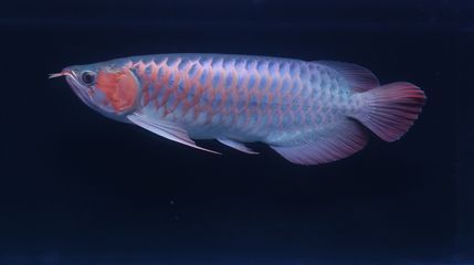 龍魚怎么分辨顏色：分辨龍魚的顏色需要綜合考慮品種和健康狀況以及生長(zhǎng)環(huán)境等多個(gè)因素