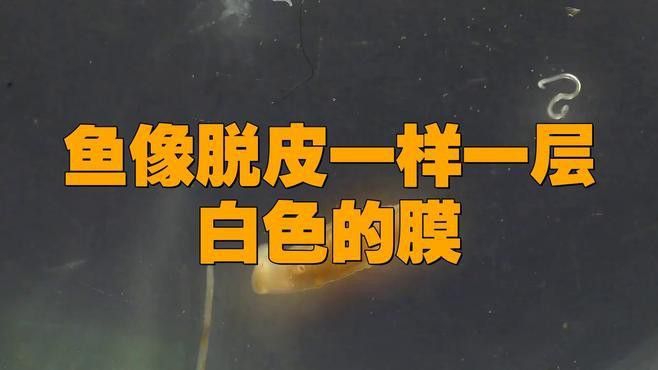 龍魚白膜病有哪些癥狀？ 龍魚白膜病有哪些癥狀？ 龍魚百科 第7張