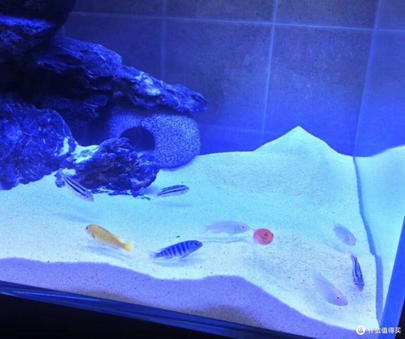龍魚缸過濾系統要放珊瑚沙嗎 龍魚缸過濾系統要放珊瑚沙嗎 龍魚百科 第9張
