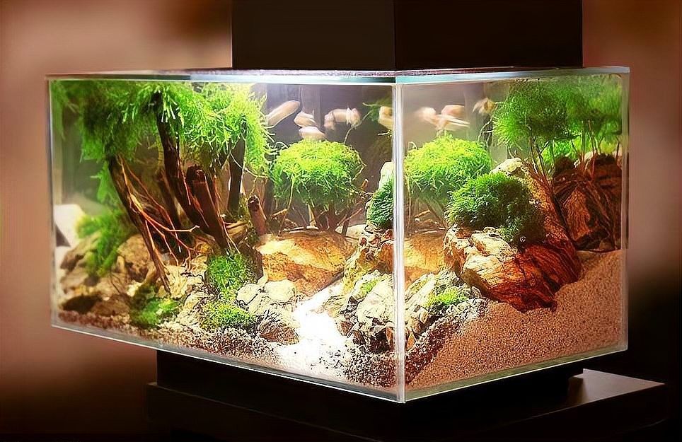龍魚缸過濾系統要放珊瑚沙嗎 龍魚缸過濾系統要放珊瑚沙嗎 龍魚百科 第11張