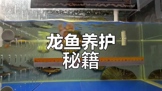 紅龍魚發色期間如何保持水質穩定？