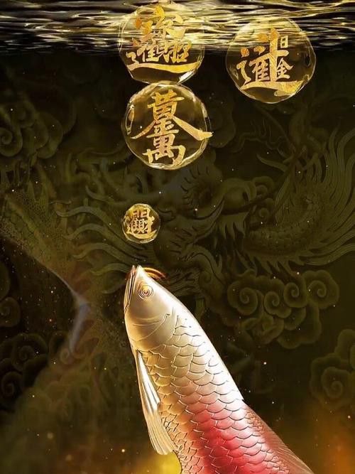 金龍魚圖片高清壁紙豎屏
