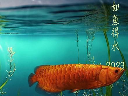 金龍魚圖片高清壁紙豎屏