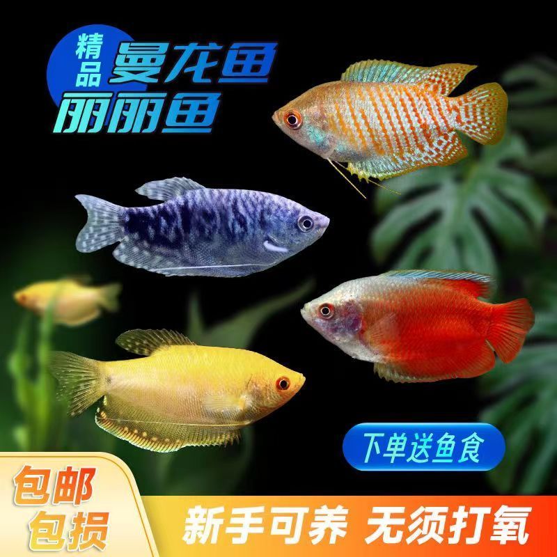 珍珠魚和曼龍魚區(qū)別（珍珠魚和曼龍魚在外觀、習(xí)性和飼養(yǎng)要求等方面有明顯的區(qū)別） 珍珠魚和曼龍魚區(qū)別（珍珠魚和曼龍魚在外觀、習(xí)性和飼養(yǎng)要求等方面有明顯的區(qū)別） 龍魚百科 第2張