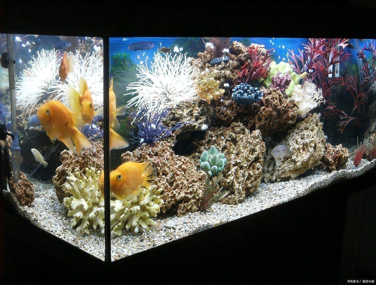 金龍魚沉缸底怎么回事
