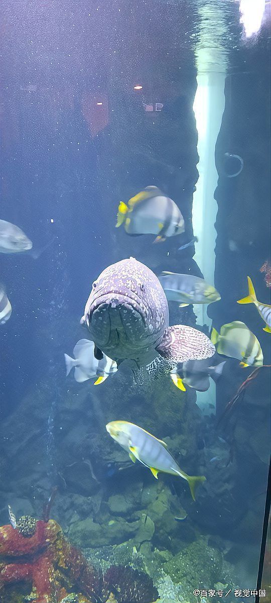 金龍魚沉缸底怎么回事