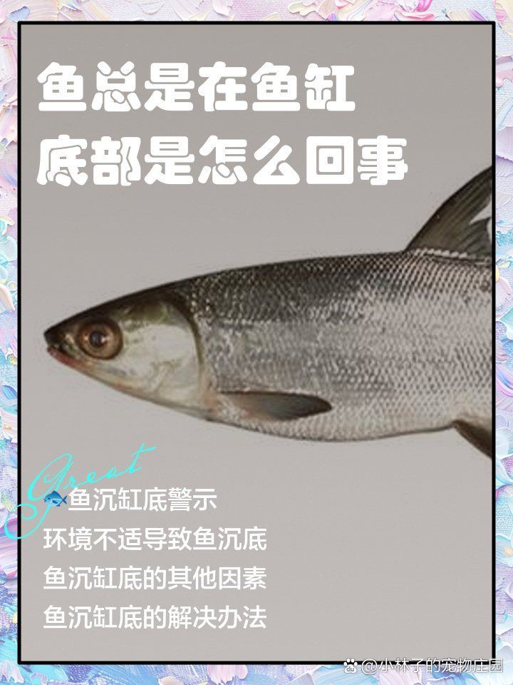 金龍魚沉缸底怎么回事