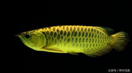 紅龍魚餓多久會(huì)死（紅龍魚的耐餓能力因個(gè)體大小、生活環(huán)境和飼養(yǎng)條件不同而有所差異） 紅龍魚餓多久會(huì)死（紅龍魚的耐餓能力因個(gè)體大小、生活環(huán)境和飼養(yǎng)條件不同而有所差異） 龍魚百科 第2張