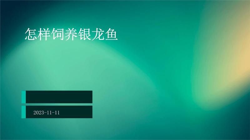 新手養銀龍魚教學設計