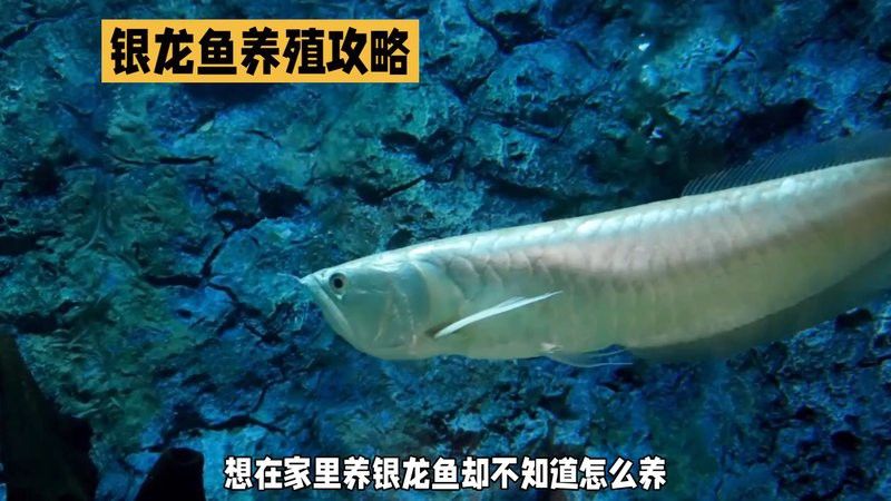 新手養銀龍魚教學設計