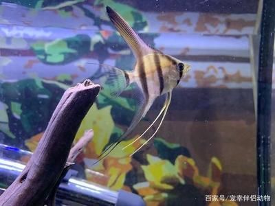 紅龍魚分公母怎么分（如何區(qū)分紅龍魚的性別） 紅龍魚分公母怎么分（如何區(qū)分紅龍魚的性別） 龍魚百科 第5張