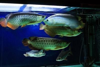 為什么龍魚貴了就死了呢:為什么龍魚貴了就死了 龍魚百科 第2張 為什么龍魚貴了就死了呢:為什么龍魚貴了就死了 為什么龍魚貴了就死了呢:為什么龍魚貴了就死了 龍魚百科 第2張