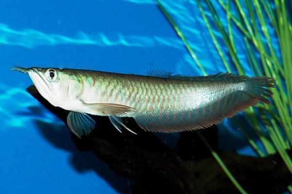銀龍魚水硬度調整技巧：銀龍魚水硬度調整技巧包括使用水質測試工具監測硬度 銀龍魚水硬度調整技巧：銀龍魚水硬度調整技巧包括使用水質測試工具監測硬度 龍魚百科 第2張