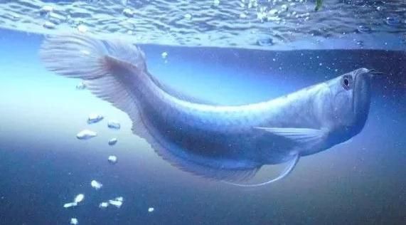 金龍魚吃食吐出來原因