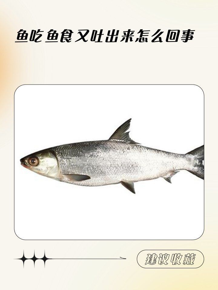 金龍魚吃食吐出來原因