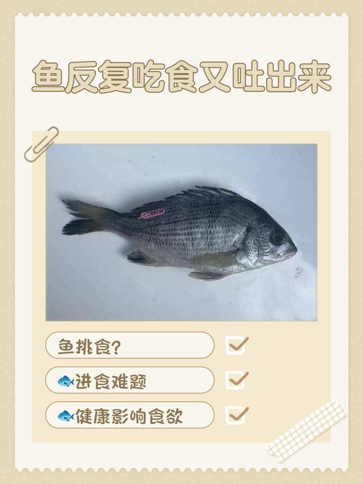 金龍魚吃食吐出來原因