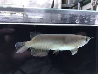 做夢夢到龍和魚是什么意思