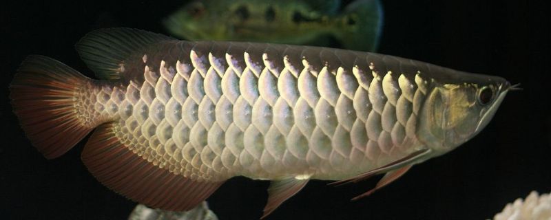 小龍魚的養(yǎng)殖需要注意以下幾個關(guān)鍵點：小龍魚的養(yǎng)殖需要注意以下幾個關(guān)鍵點：小龍魚養(yǎng)殖指南