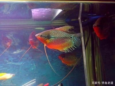 紅龍魚繁殖期微量元素補充：紅龍魚繁殖期微量元素的補充方法 紅龍魚繁殖期微量元素補充：紅龍魚繁殖期微量元素的補充方法 龍魚百科 第2張