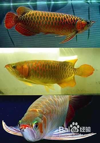 紅龍發(fā)色后多久會(huì)退色？