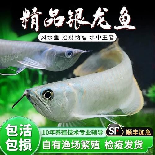 白子金龍魚多少錢一條